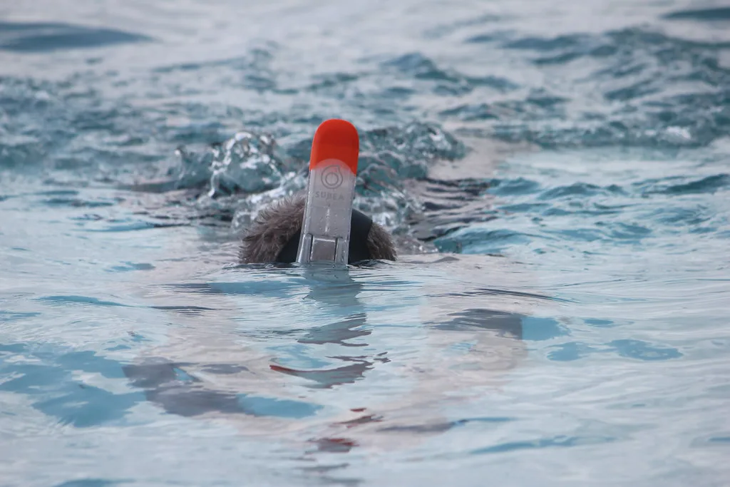 Snorkeler breathing through an orange-topped snorkel
