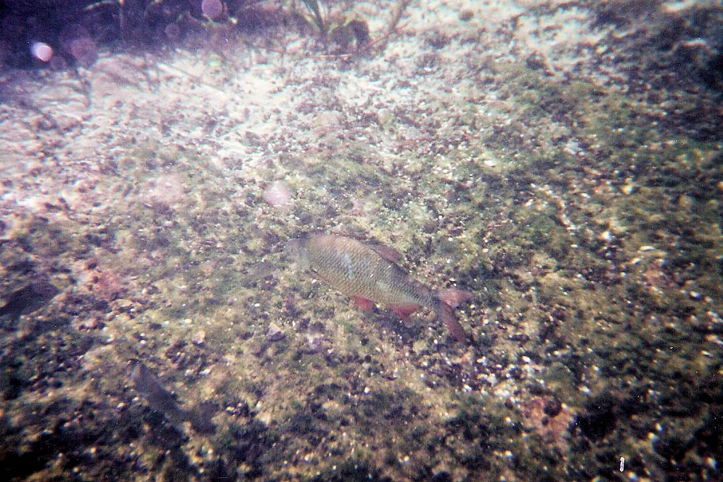 Fish at Ichetucknee Springs, Florida