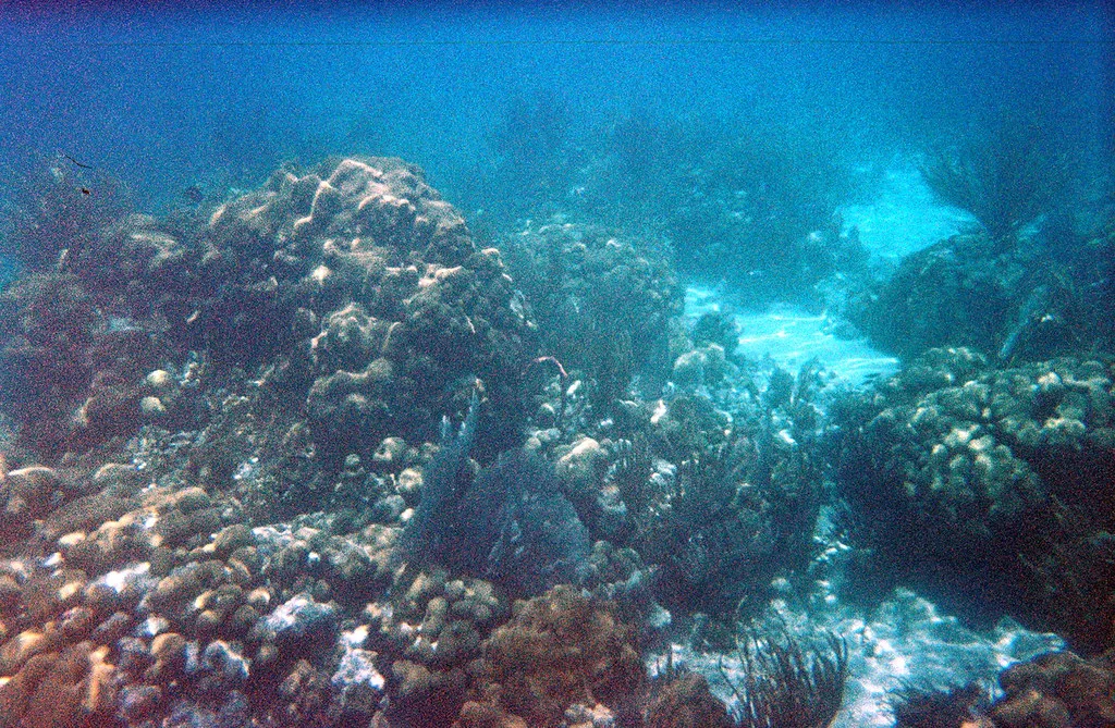 Coral reef seen from the surface