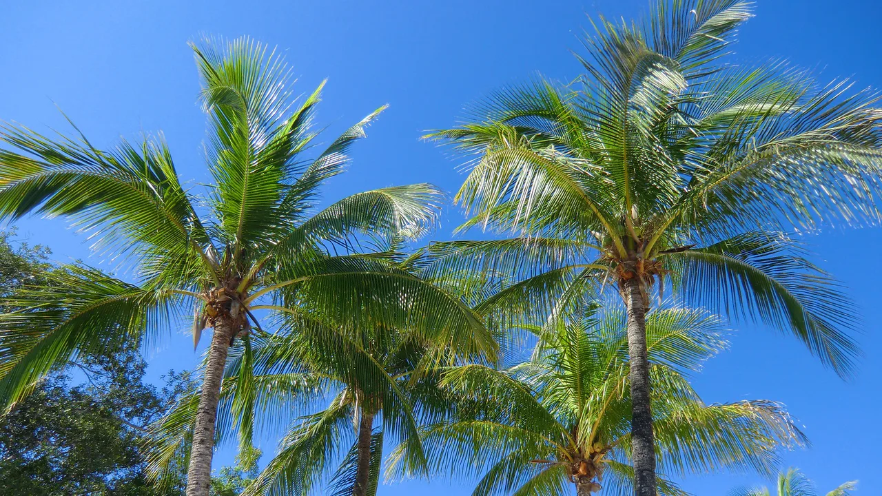Key Largo: John-Pennekamp-State-Park