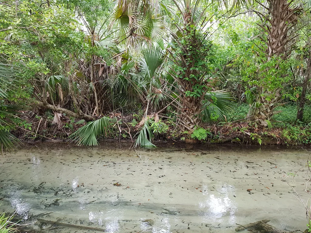Juniper Springs run, Florida