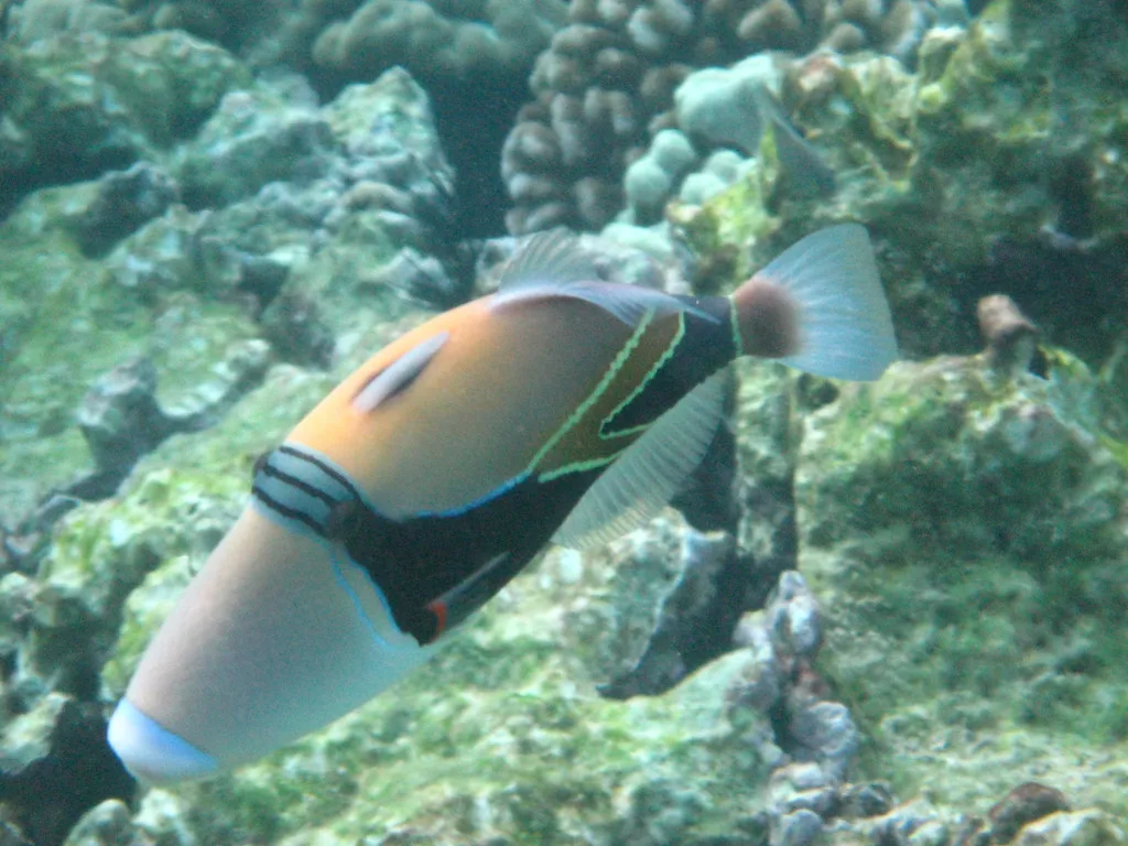 Trigger fish Snorkeling at Kahaluu Beach Park, Big Island