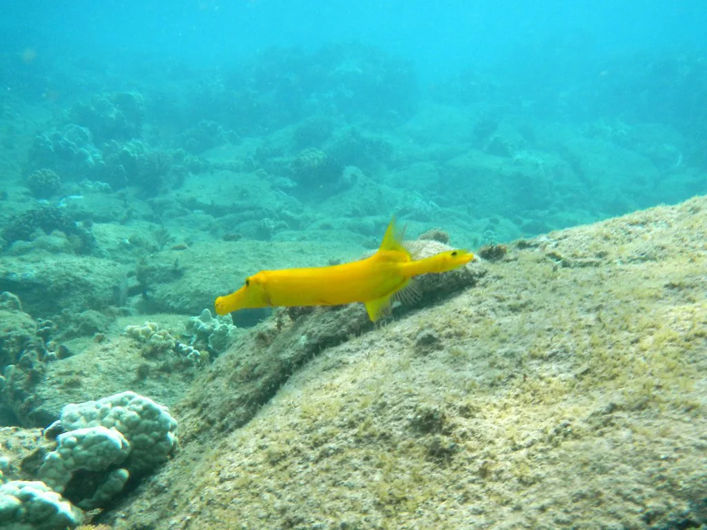 Snorkeling at Kapalua Bay, Maui