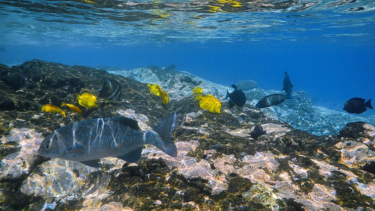 Kealakekua Bay, Captain Cook, Big Island