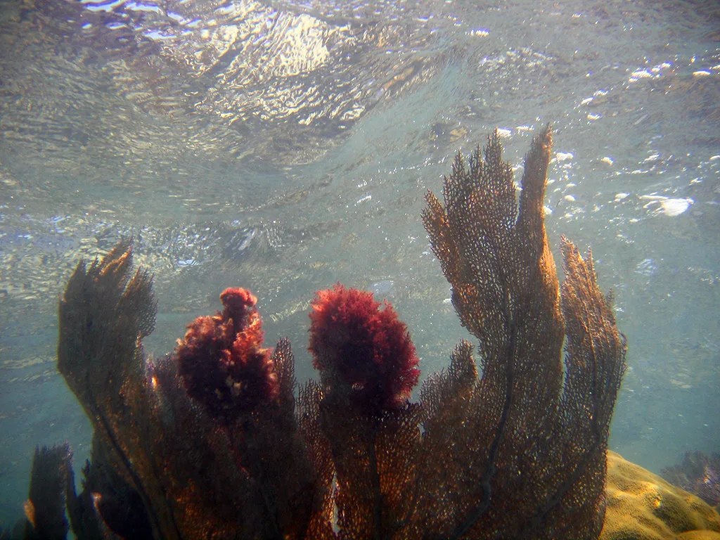 Key Largo, Florida