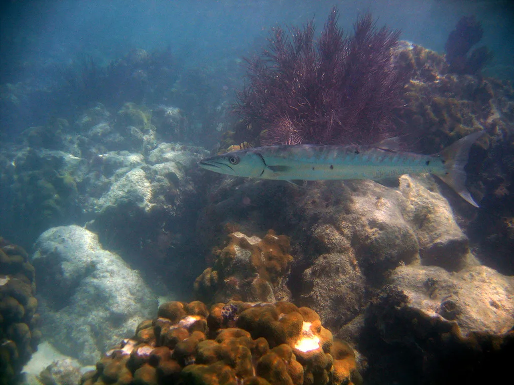 Key Largo - Barracuda