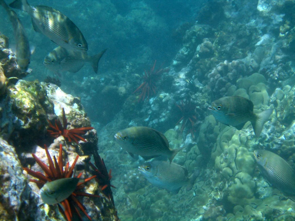Snorkeling in Kihei, Maui