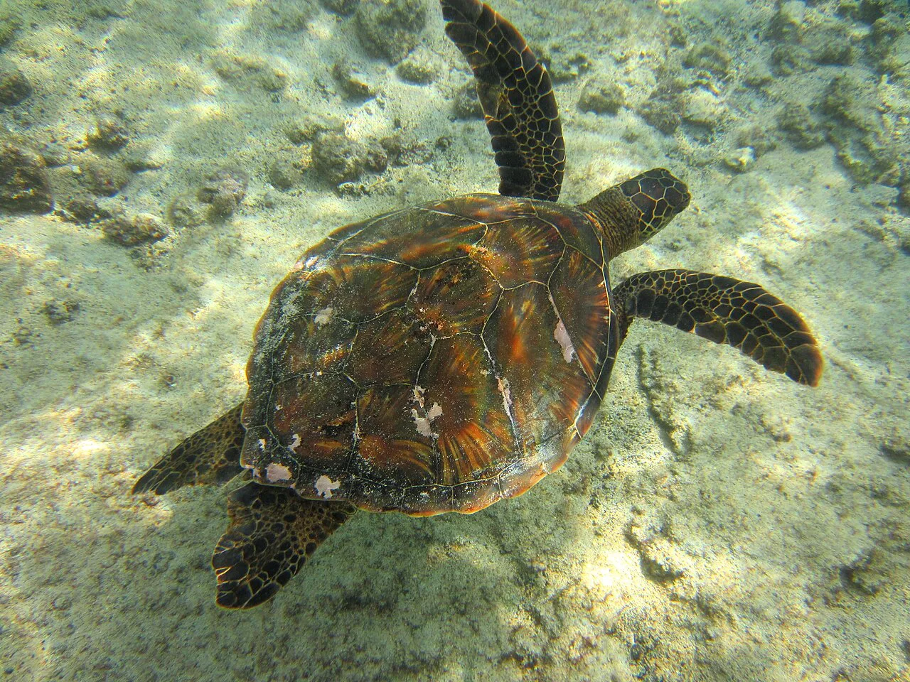 Hawaii - Big Island- Snorkeling at Kahaluu Bay