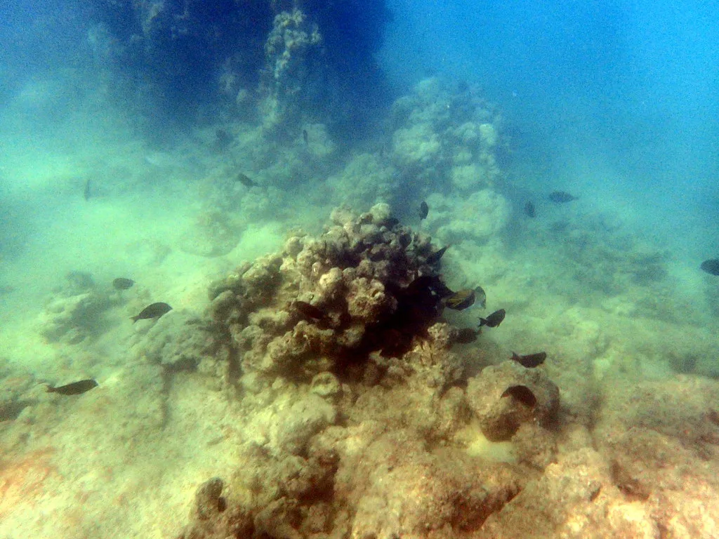 Big Island Reef