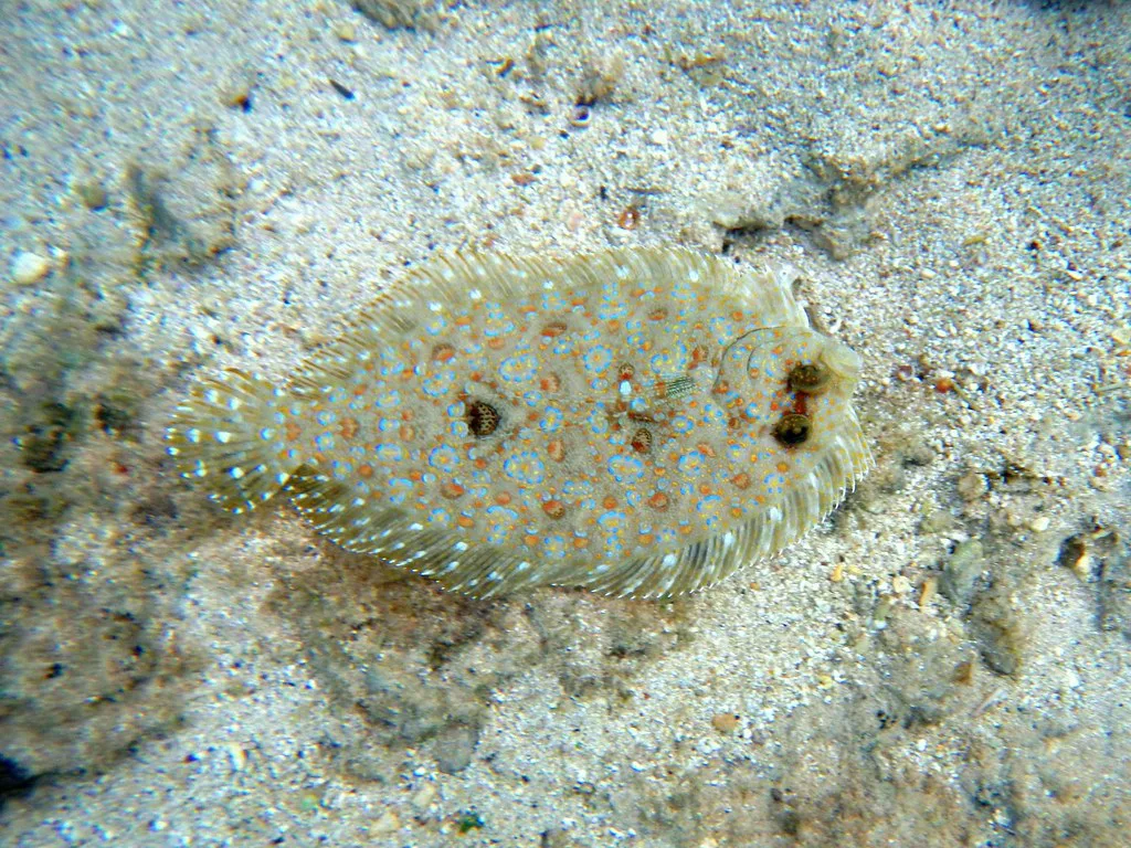 Snorkeling in Kuilima Cove on Oahu with peacock flounder