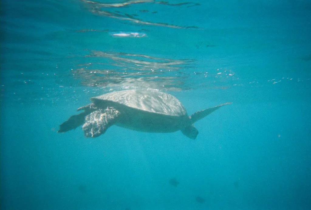 Snorkeling: Hawaiian Green Sea Turtle (Honu), Oahu