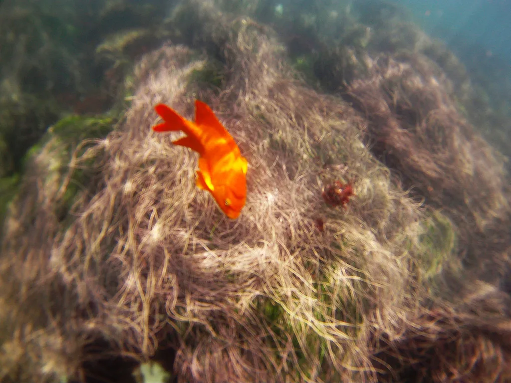 Orange Garibaldi, La Jolla