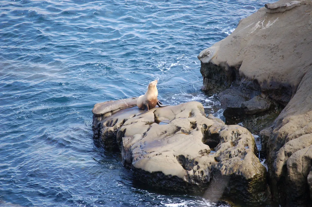 Snorkeled here in La Jolla