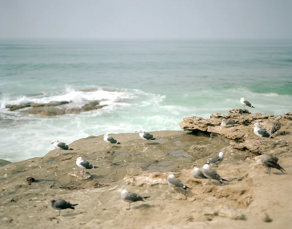 Seagulls at Windansea Beach, La Jolla