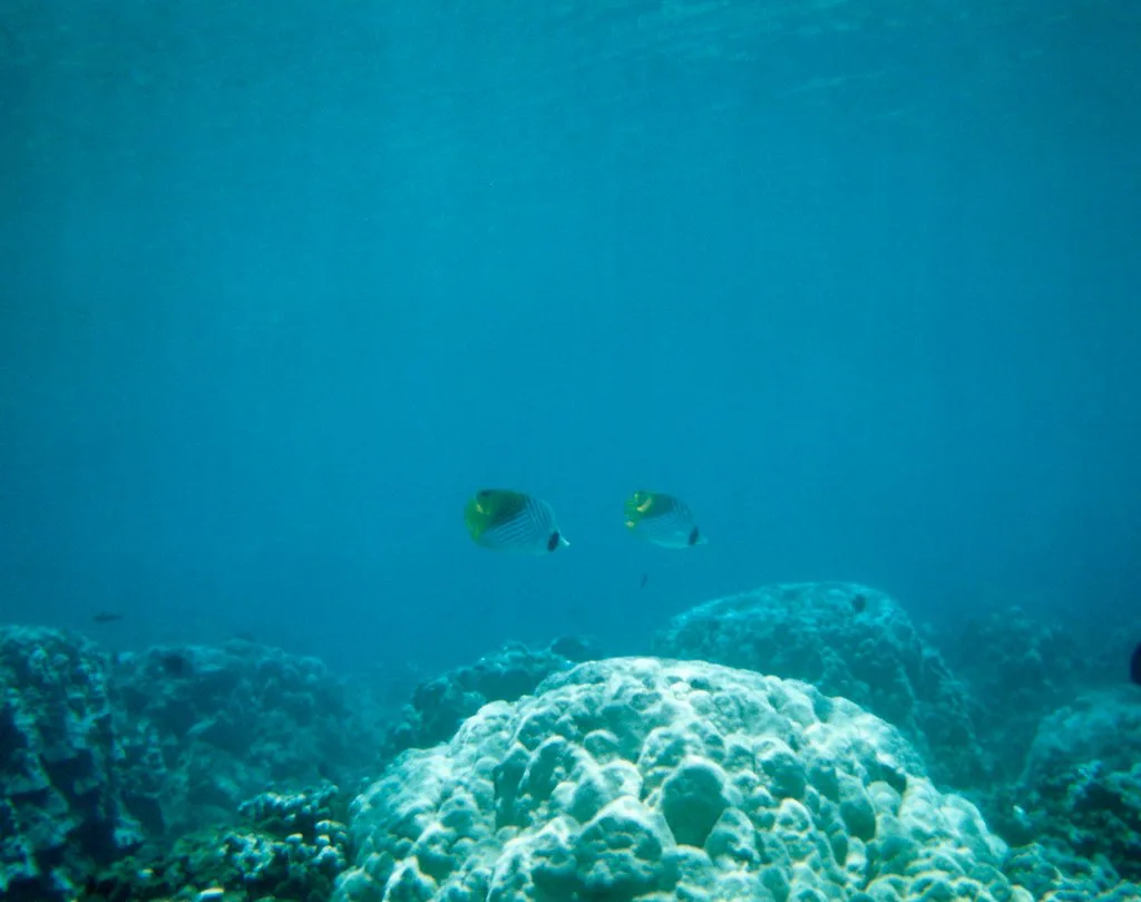 Threadfin butterflyfish over coral, Maui, Hawaii