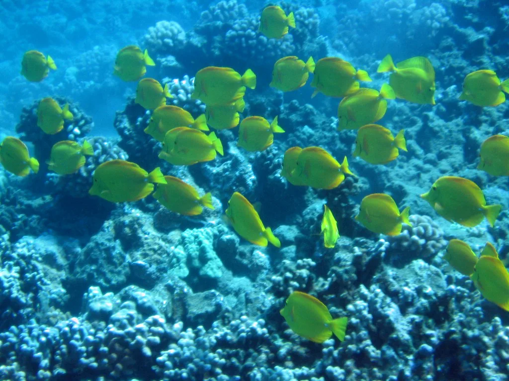 School of Tangs, Maui