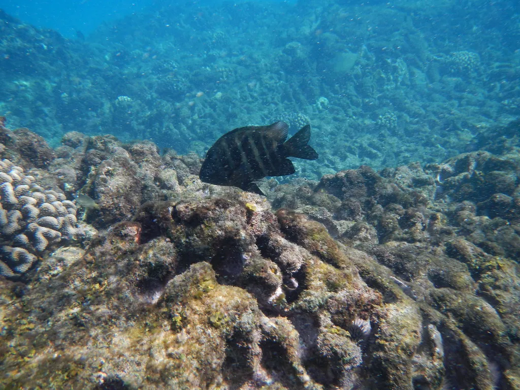 Snorkeling Mokuleia Bay, Maui