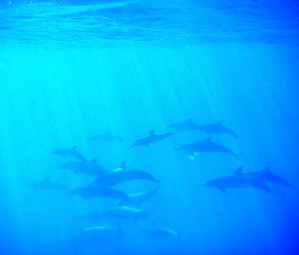 Dolphin Song, Maui
