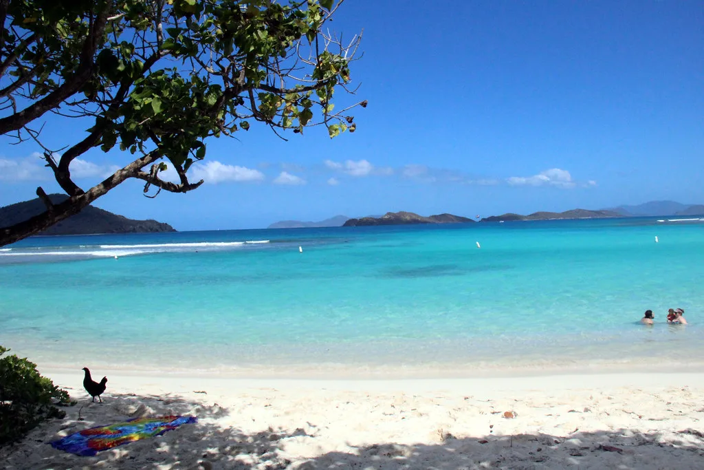 towel and rooster on Lindquist Bay, St. Thomas