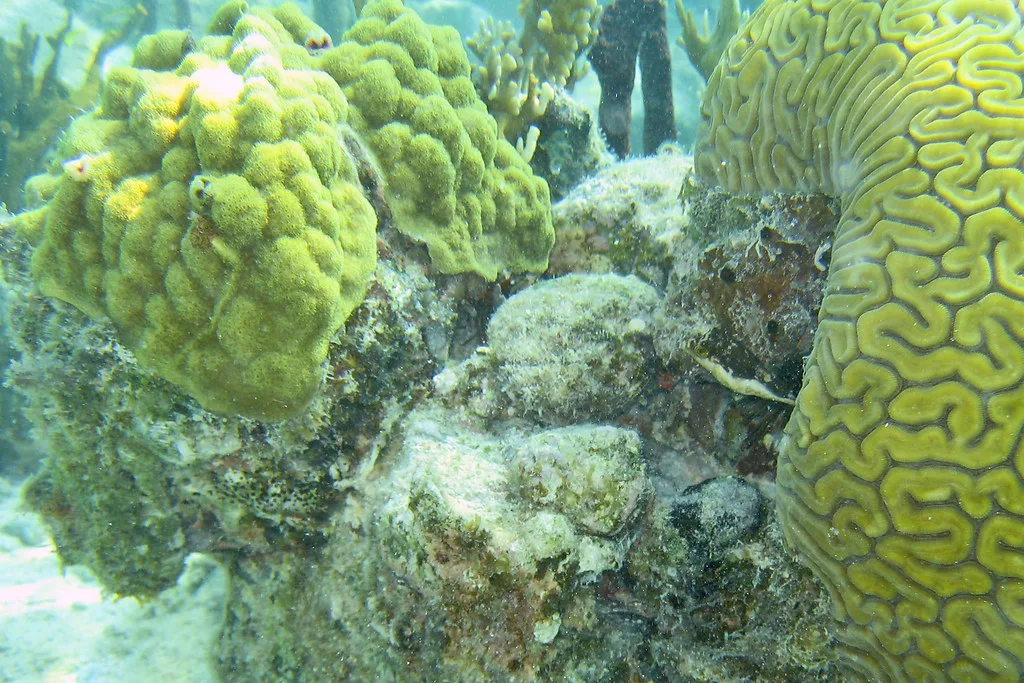 Snorkeling around St. John, St. Maarten