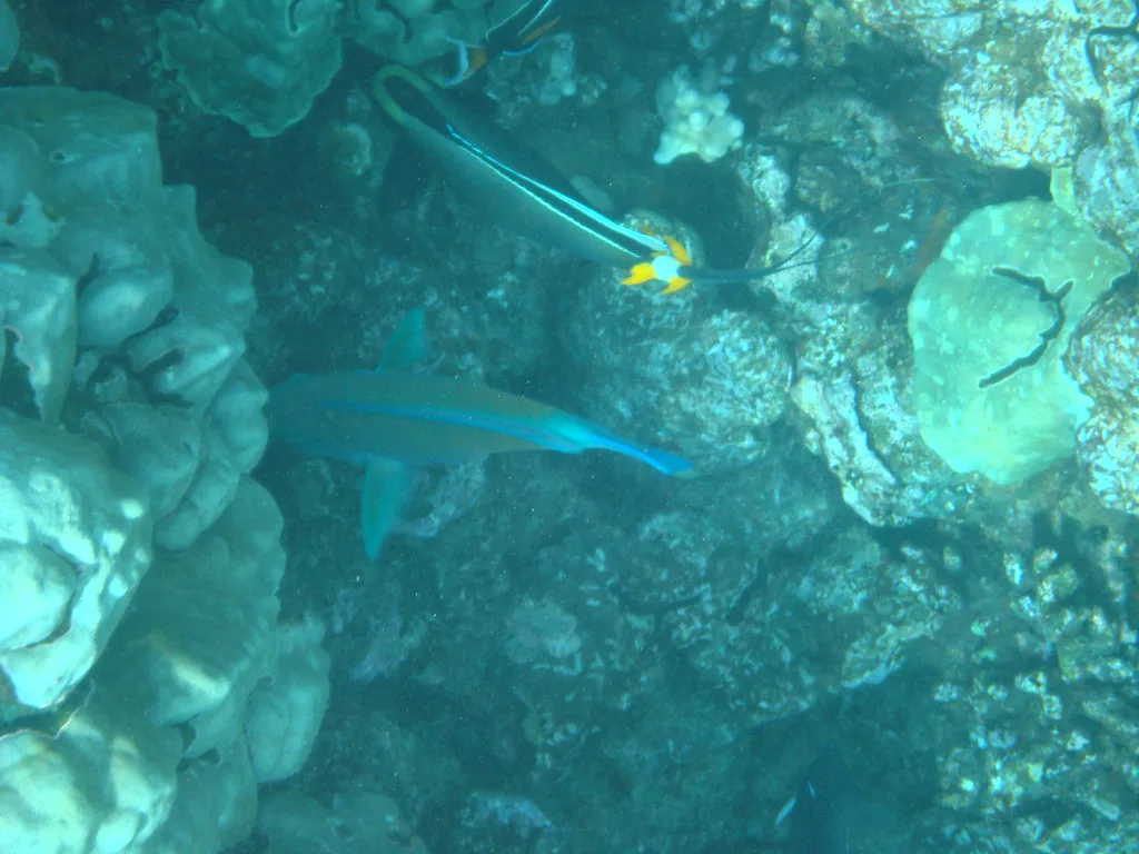 Some Cool Fish, Maui