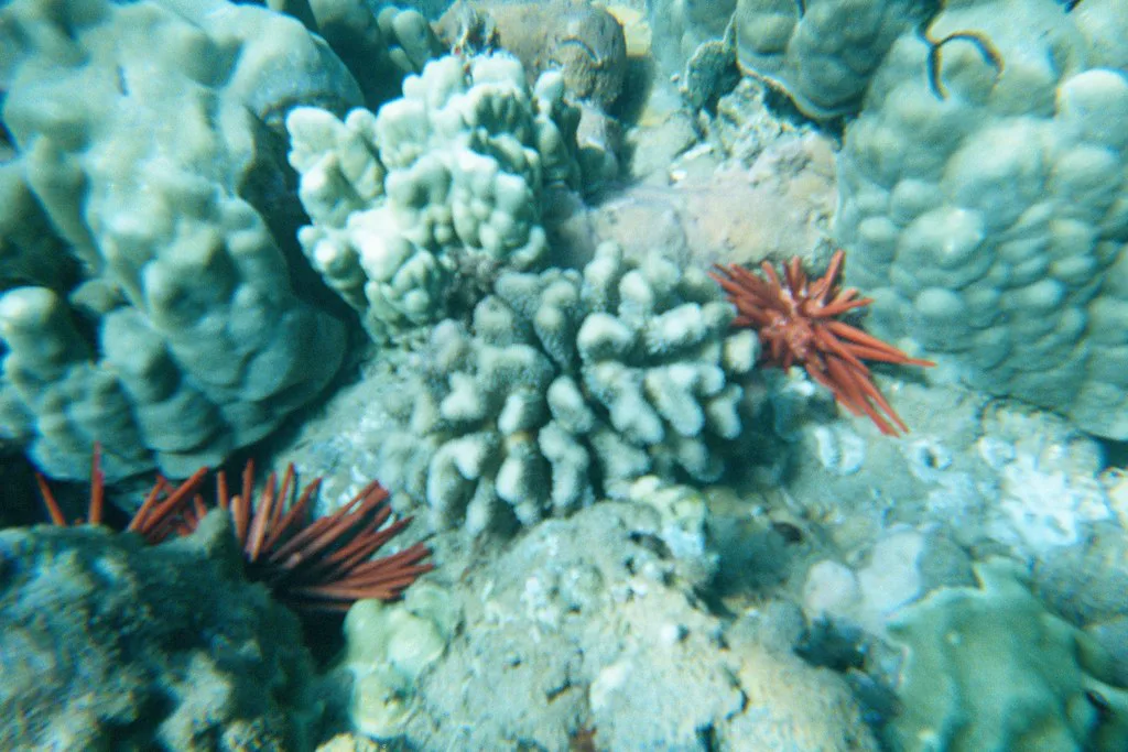 Spiky red coral, Maui