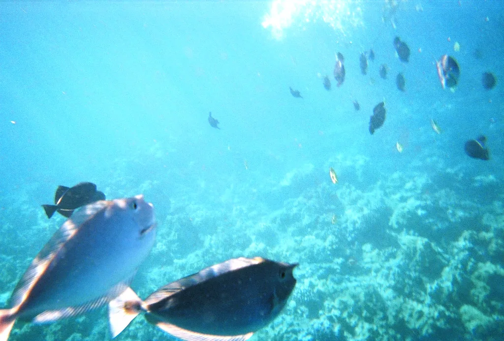 Fish in Maui have funny faces