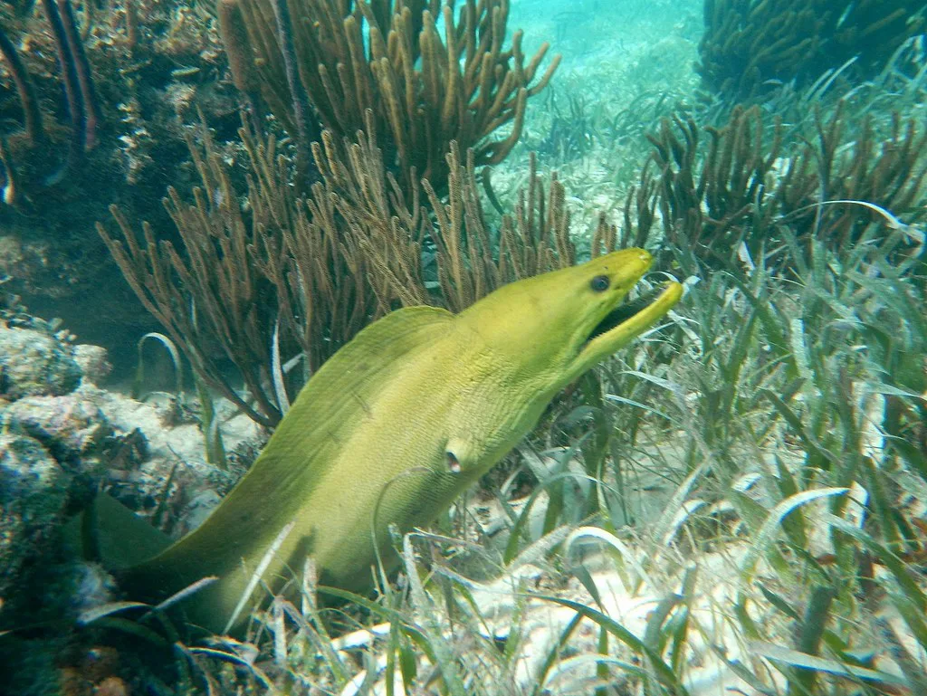 Moray eel hanging out at Mexico Rocks off Ambergris Caye in Belize