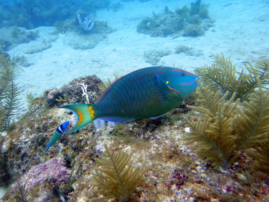 Blue Parrotfish on Molasses Outer Reef, Key Largo