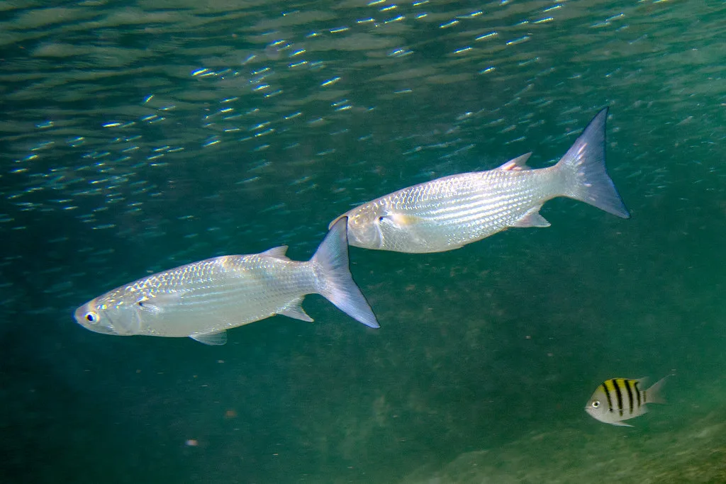 Crenimugil crenilabis Fringelip Mullet, St. Maarten