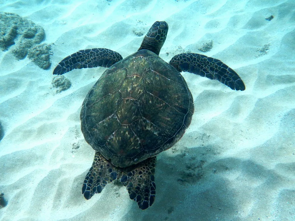 Snorkeling in Napili Bay, Maui