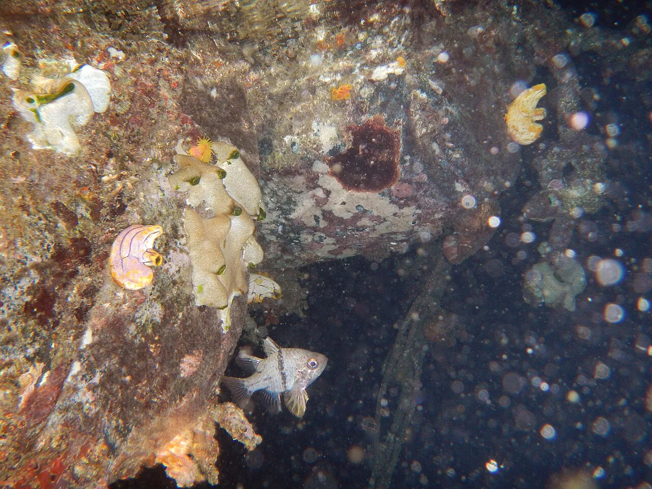 Orbiculate cardinalfish under a dock on a night snorkel, Raja Ampat