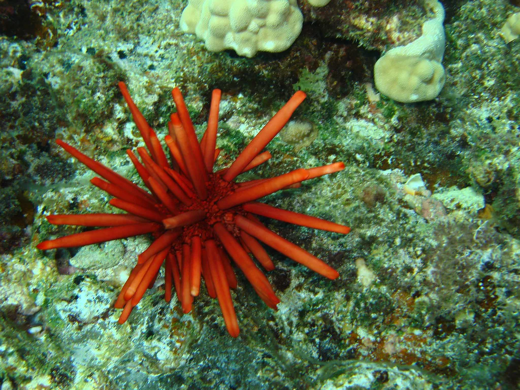 Slate-pencil Sea Urchin, Maui