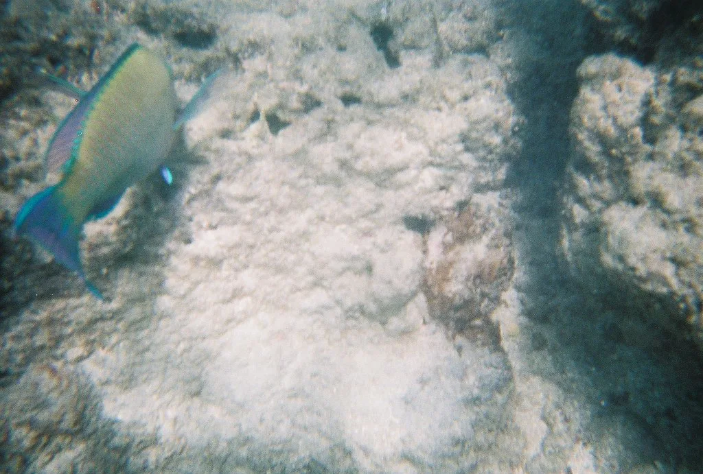 Snorkeling at Hanauma Bay, Oahu