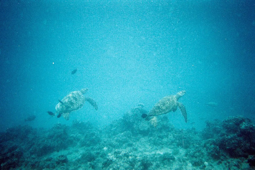 Two Turtles, Oahu