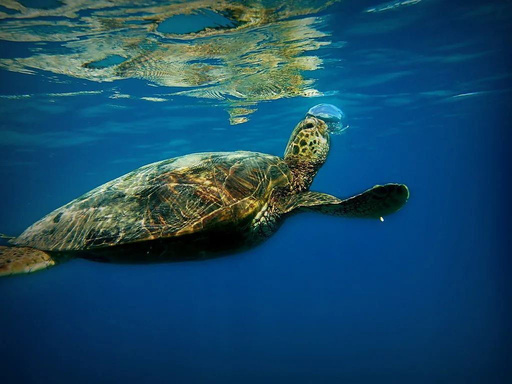 Turtle Canyon!, Oahu