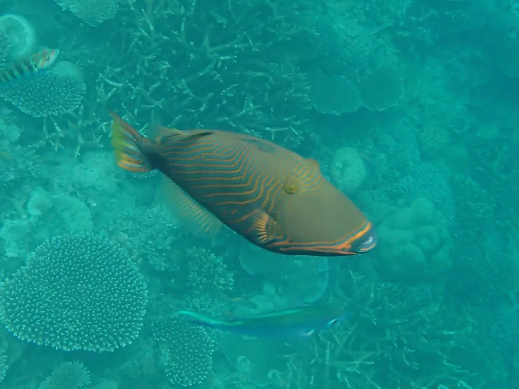 Orange-lined triggerfish, Pensacola