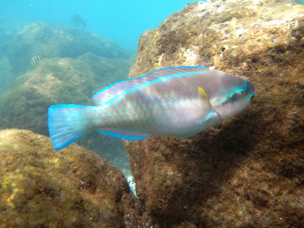 Snorkeling off Peanut Island north of West Palm Beach, Florida