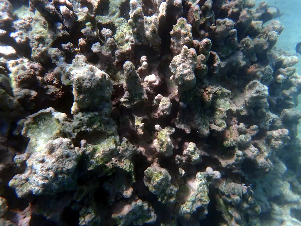 Big Island Reef