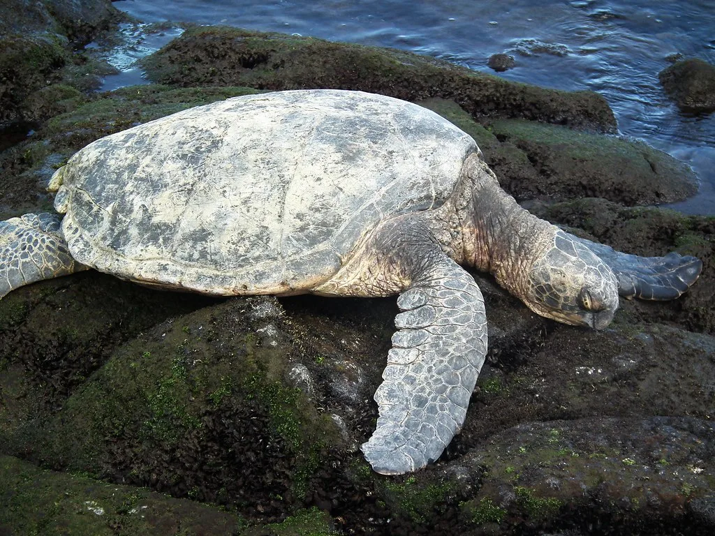 Hawaii Big Island Kona Hilo