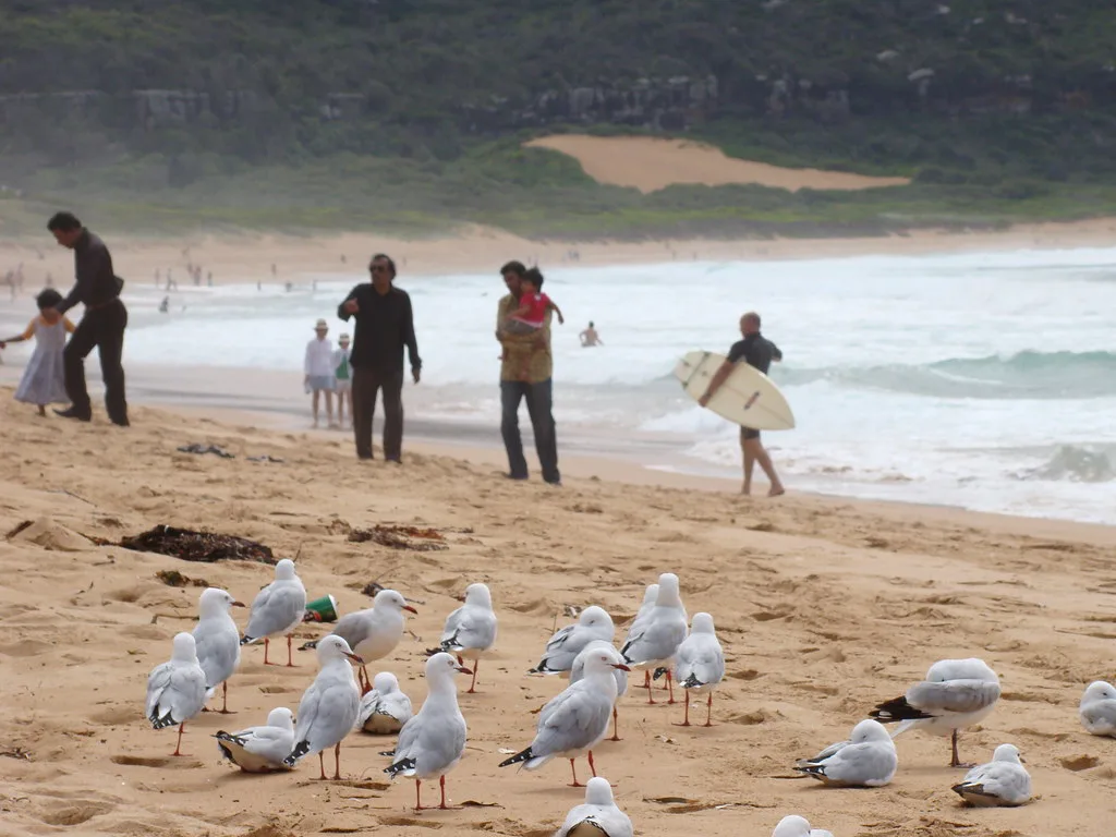 Palm Beach Gulls