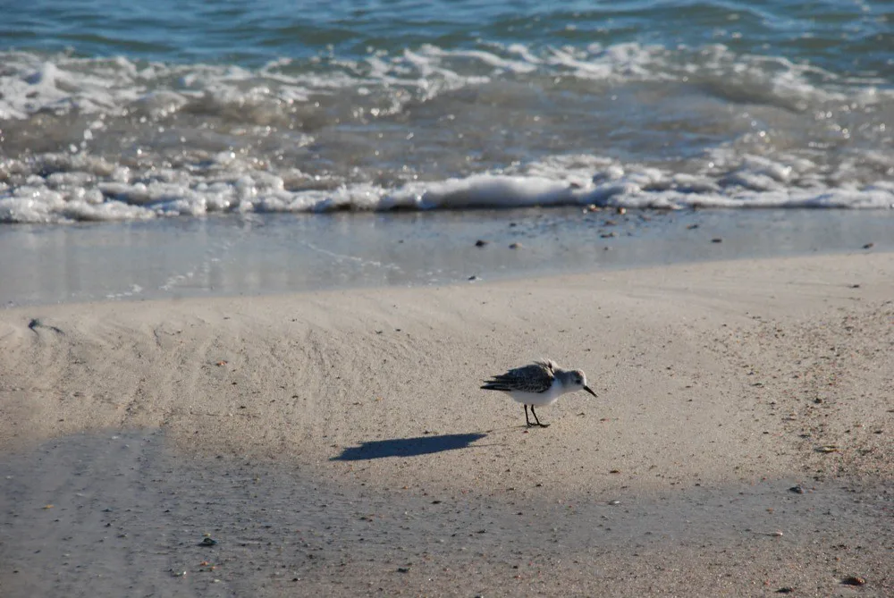 Shorebird on the beach at Perdido Key, Florida, Pensacola