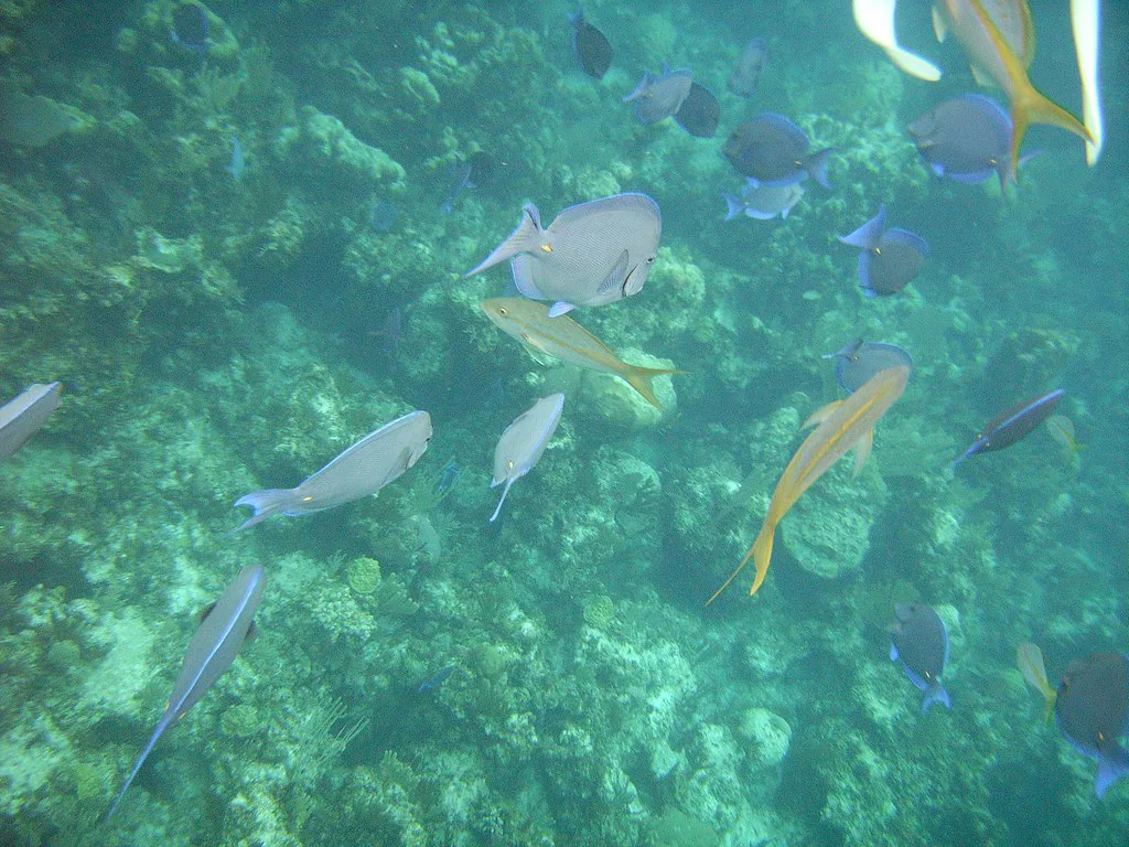 Coral Reef Fish Snorkel Dive Bahamas July