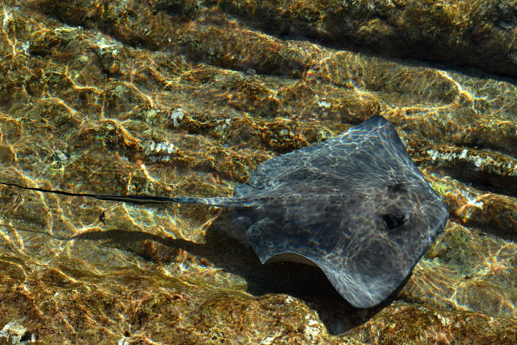 Southern Stingray, Bahamas