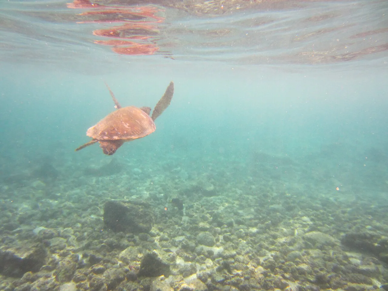 Hawaii - Big Island- Snorkeling at Kahaluu Bay