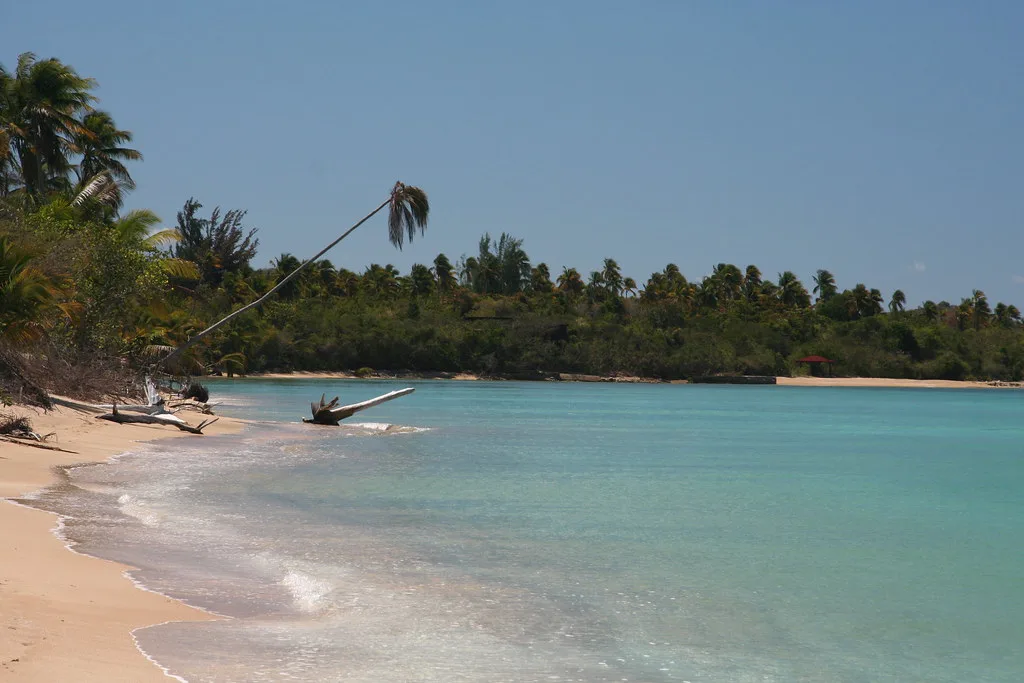 Palm-fringed cove in Puerto Rico