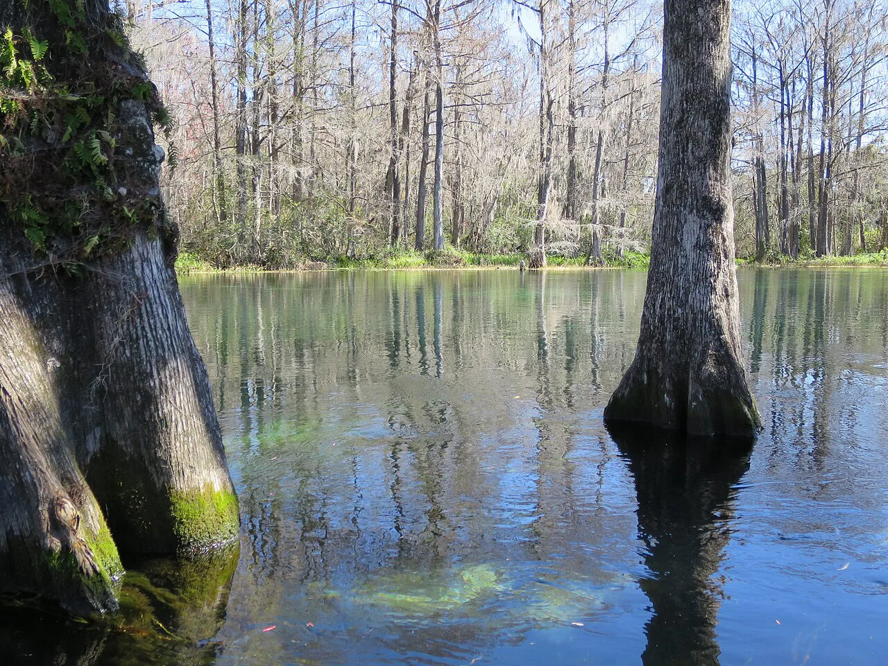 Bald cypress in the clear water of the Rainbow River, Florida