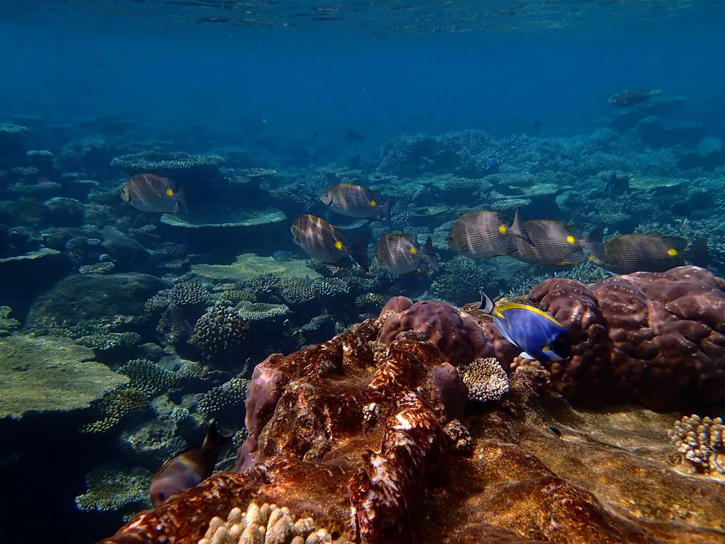 Schooling fish over a coral reef