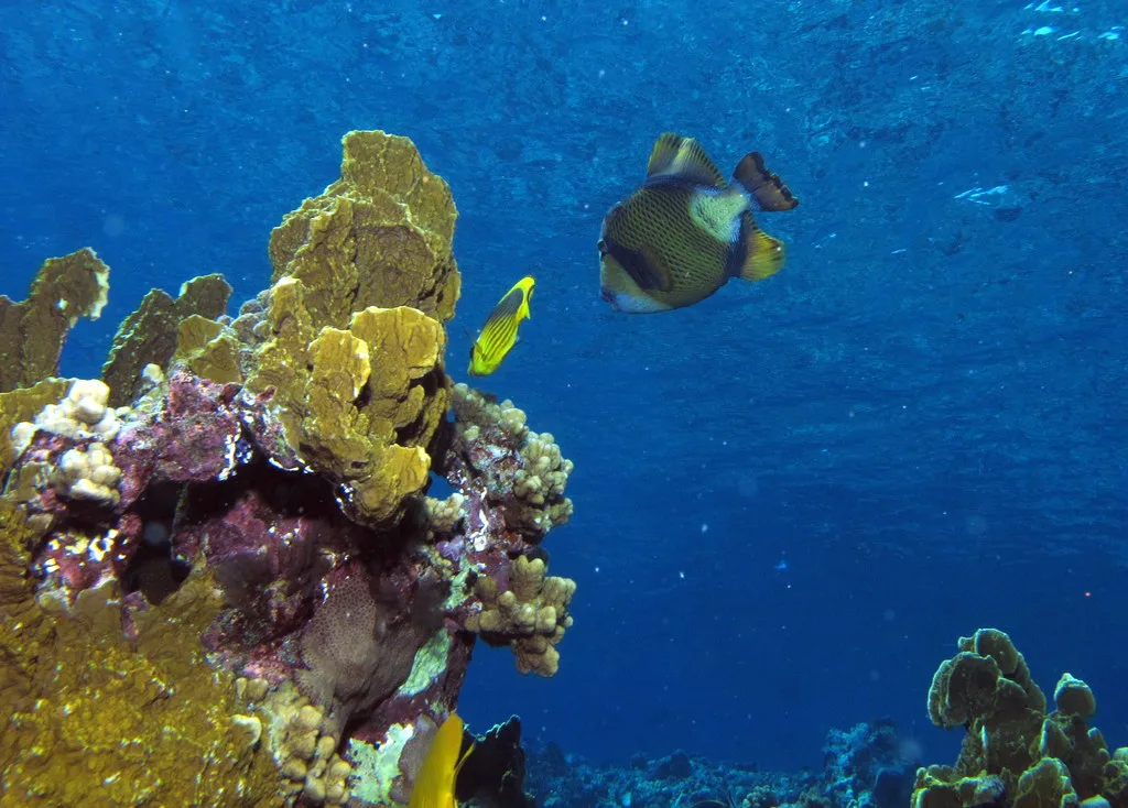 Titan triggerfish on the reef