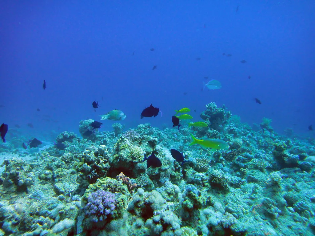 Coral and triggerfish on Middle Garden Reef, Sharm el Sheikh